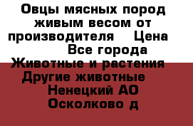 Овцы мясных пород живым весом от производителя. › Цена ­ 110 - Все города Животные и растения » Другие животные   . Ненецкий АО,Осколково д.